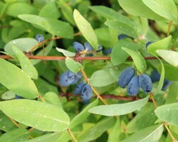 ZOJKA BAL YEMİŞİ (HONEYBERRY) FİDANI - 