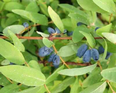 ZOJKA BAL YEMİŞİ (HONEYBERRY) FİDANI - 