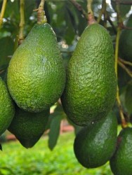 ZUTANO AVOKADO FİDANI - 1